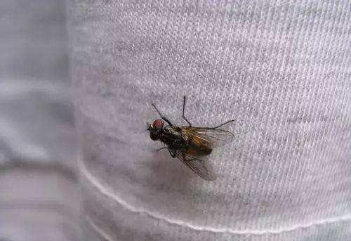 女子肩胛骨灵活到能夹死苍蝇