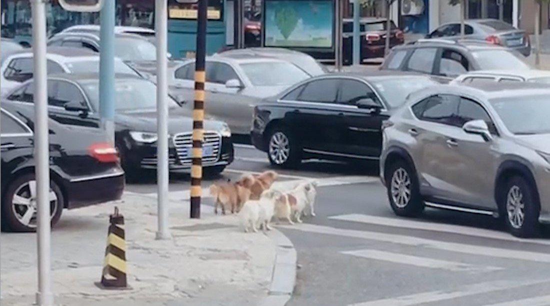 狗狗躺马路不起 同伴集体守护