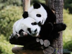 美国返还中国国宝：历史性时刻背后的真相与期待
