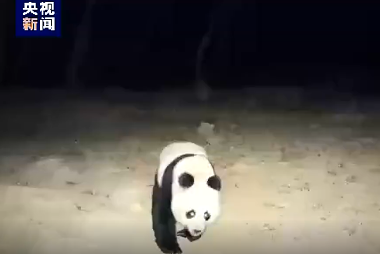 男子遇夜跑大熊猫一开始以为是猪