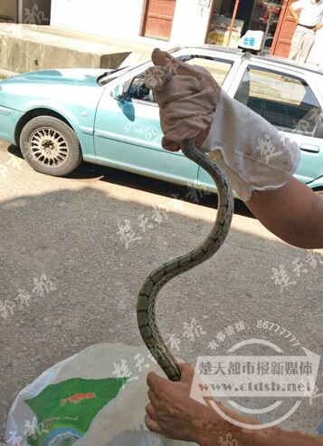 长蛇爬进收费站岗亭 收费员惊吓逃离