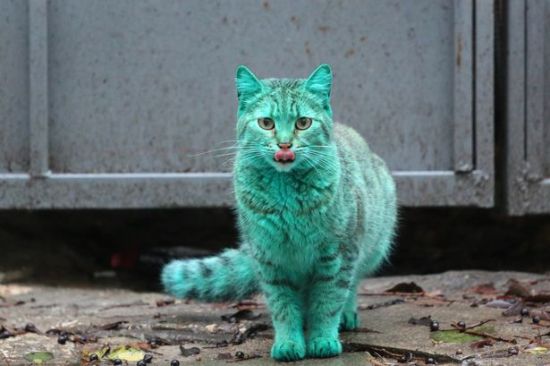 震惊！哥斯达黎加一只猫“走私”毒品被抓，背后真相令人瞠目结舌