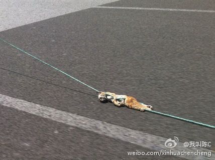 宝马车拖行小猫致死
