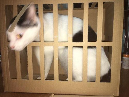 一只猫向监狱走私毒品被抓