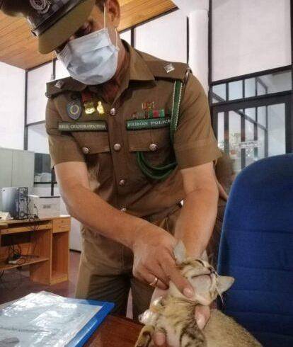 猫咪向监狱走私毒品