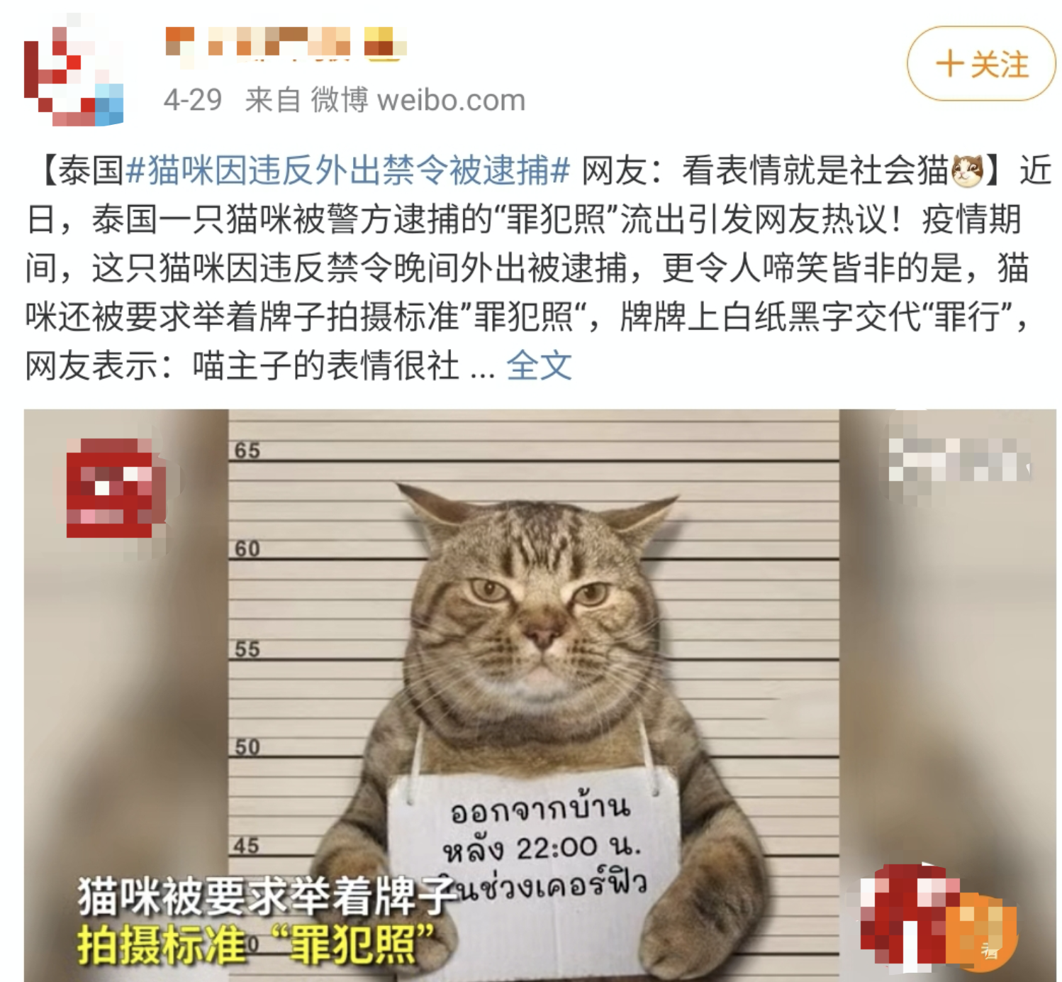 泰国猫咪袭警被捕超萌入狱照走红