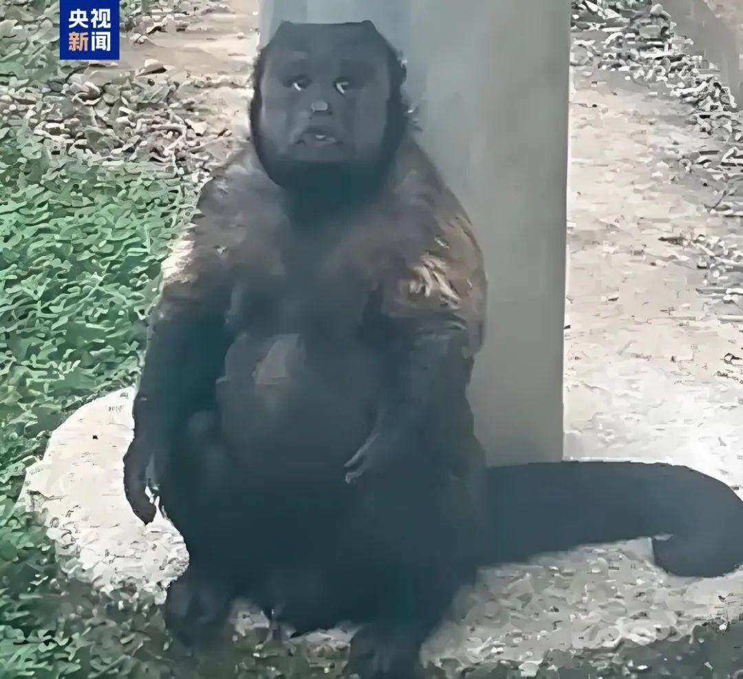 网红方脸猴“大壮”突发疾病离世