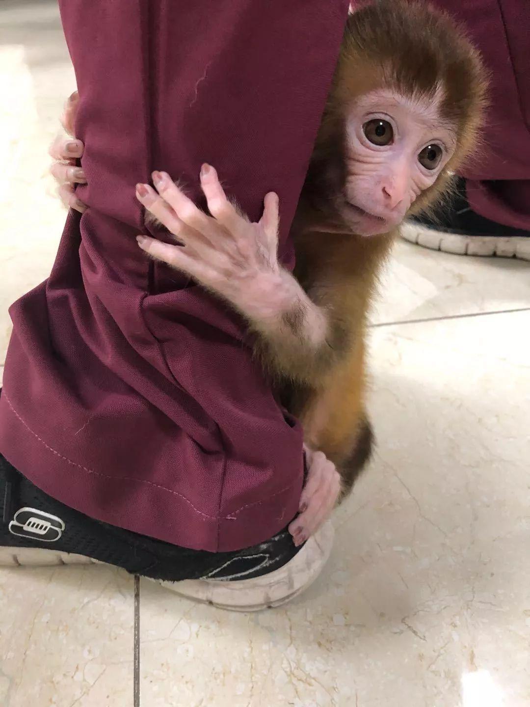 网红猴大壮因病离世