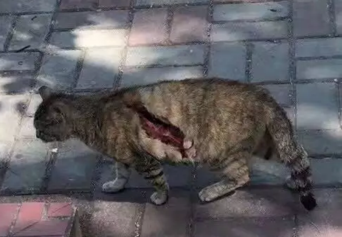 南大校猫被打碎头骨