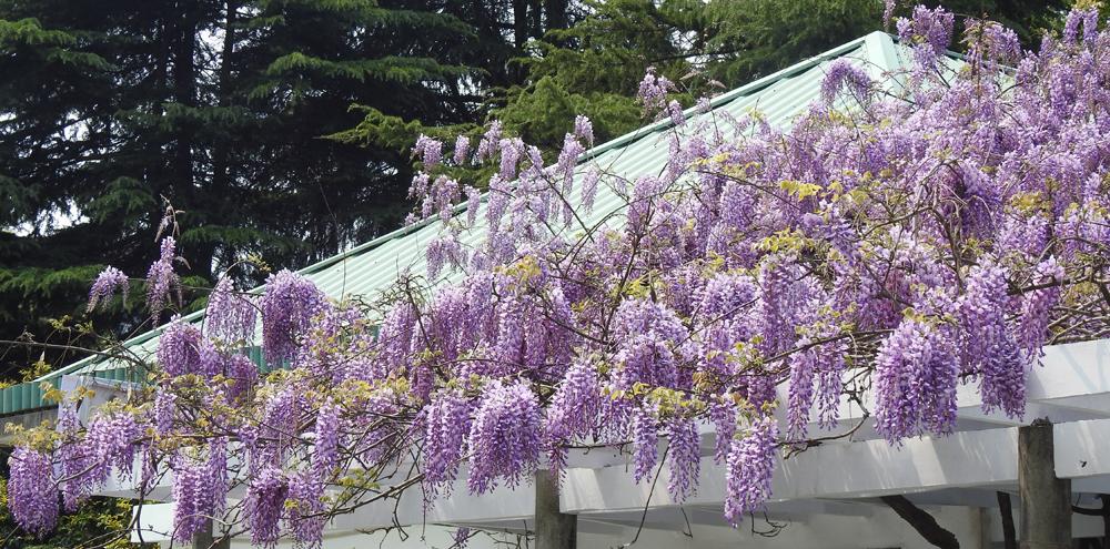 🌺【惊艳绽放】"一日美人"在华南国家植物园绽放，错过再等一年！这份赏花攻略请收好