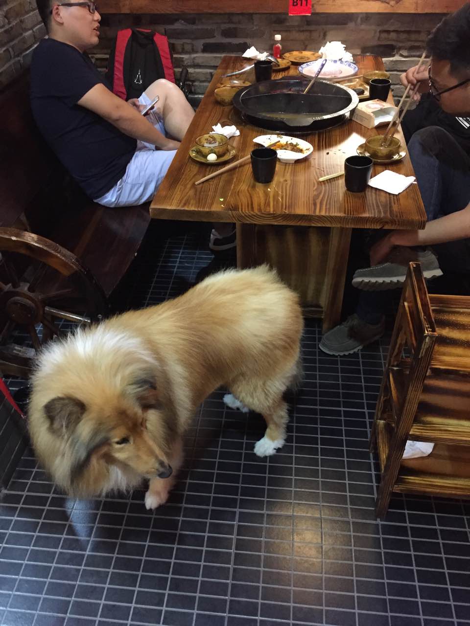 "人狗分餐共享火锅店"爆火！宠物友好餐厅真的靠谱吗？揭秘背后争议与商机