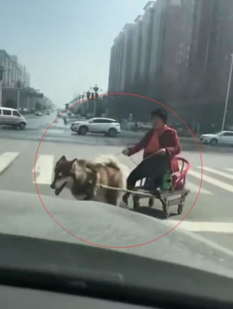 惊险！狗拉车带人上路急驶引发热议，安全风险不容忽视