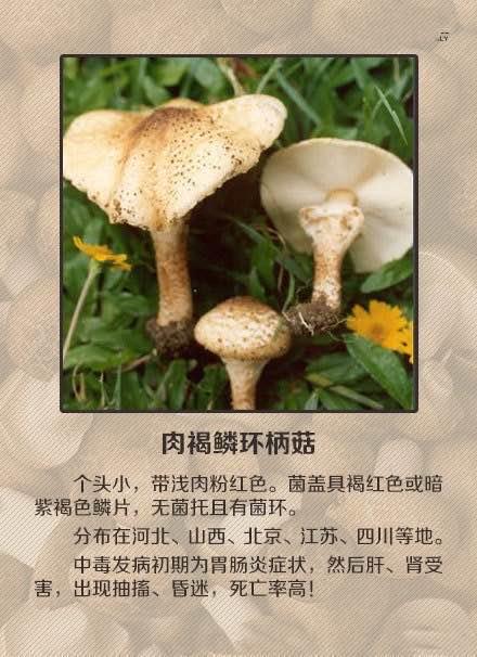惊心！50岁女子误采毒蘑菇 1家4口中毒，这些致命误区你中招了吗？